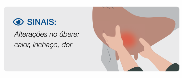 Stage 2 Mastitis in cows Clinical signs of mastitis involving cows in pain