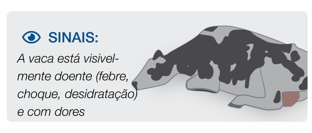 Stage 3 Mastitis in cows Visibly sick cow suffering from mastitis fever, dehydration and pain